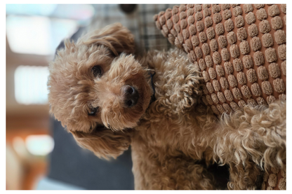 Special Occasions Bundle